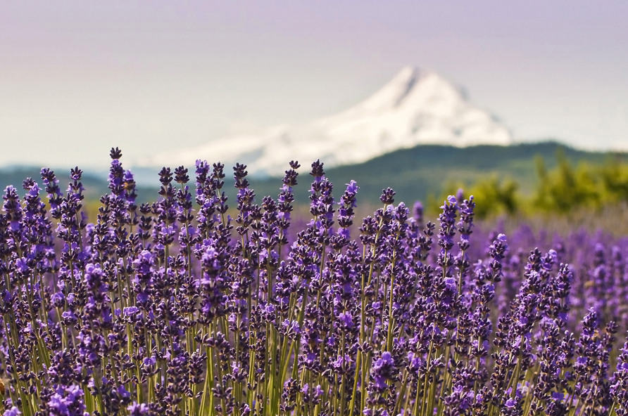 Mt. Hood and lavender field