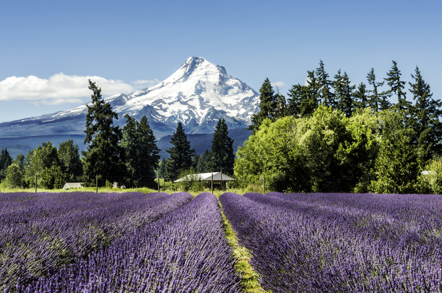 Mt. Hood and lavender fields