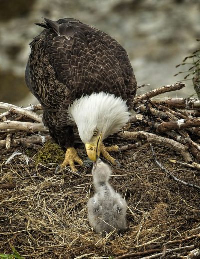 Bald Eagle Feeding Chick