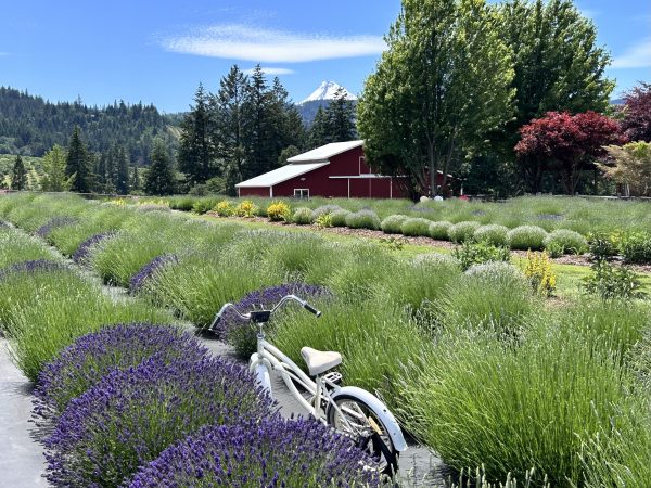 Hood River Lavender Farm